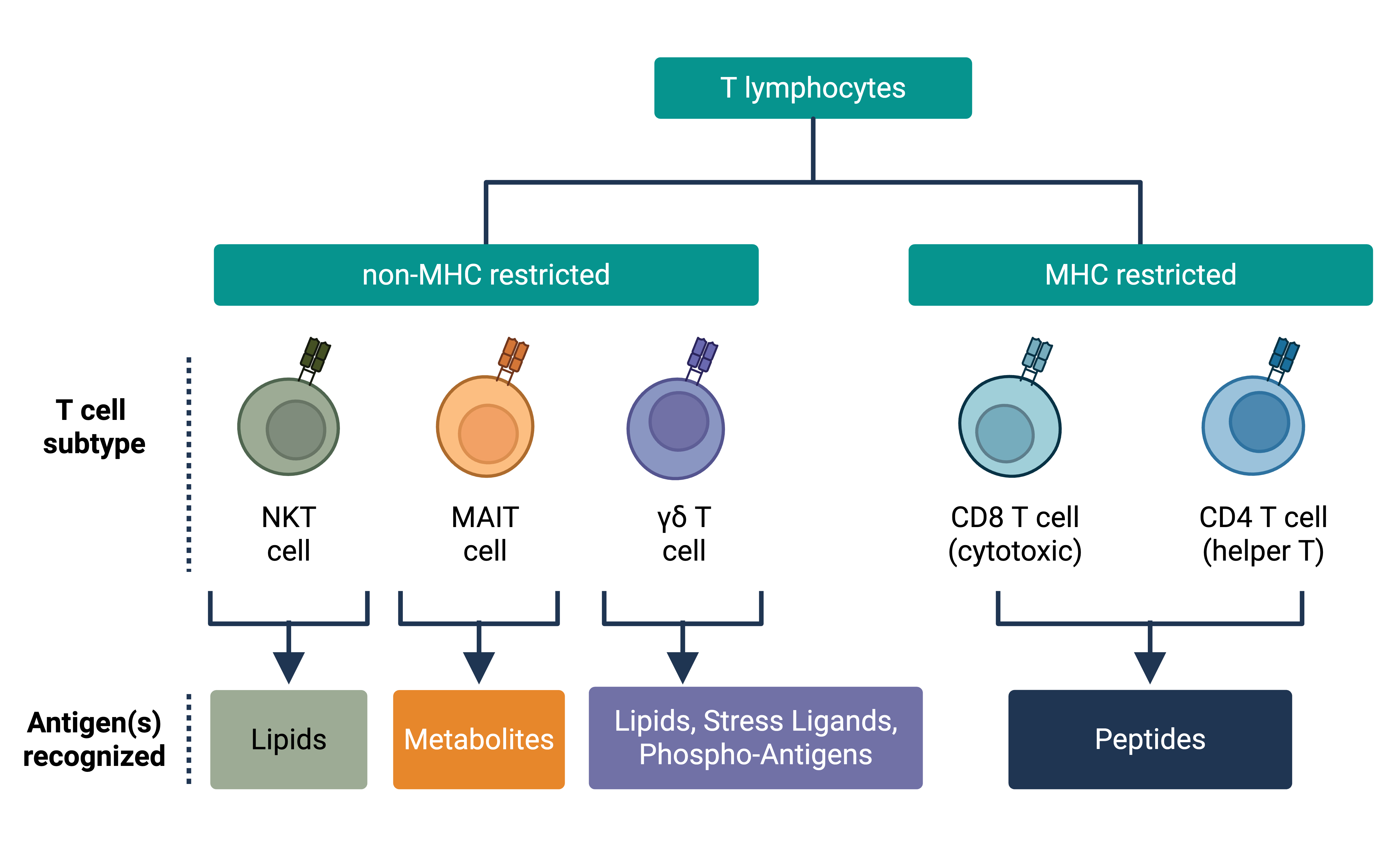 Visual for T Cell Specificity Technologies 